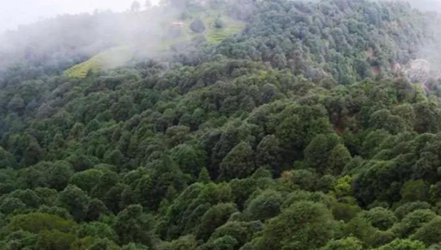 उत्तराखंड में कार्बन क्रेडिट पर सरकार का बड़ा कदम, NABCONS बनेगी नॉलेज पार्टनर